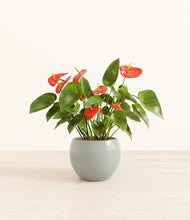 Load image into Gallery viewer, Deep Ocean*****Profile