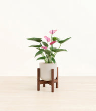 Lade das Bild in den Galerie-Viewer, Snowdrift White stand:walnut