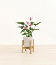 Lade das Bild in den Galerie-Viewer, Snowdrift White stand:bamboo
