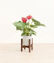 Load image into Gallery viewer, Hammered Ivory stand:walnut