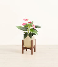 Load image into Gallery viewer, Almond Green stand:walnut