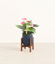 Load image into Gallery viewer, Deep Navy stand:walnut