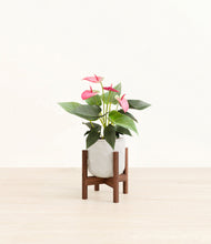 Load image into Gallery viewer, Hammered Ivory stand:walnut