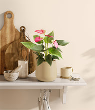 Load image into Gallery viewer, Almond Green