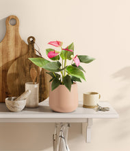 Load image into Gallery viewer, Gentle Pink