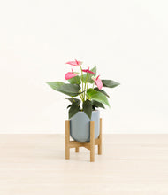 Load image into Gallery viewer, Misty Blue stand:bamboo