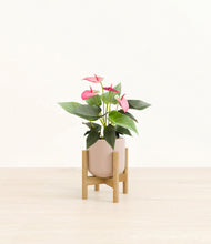 Load image into Gallery viewer, Sandy Pink stand:bamboo