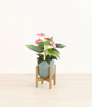Load image into Gallery viewer, Reactive Aqua stand:bamboo