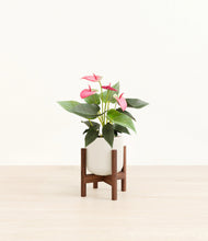 Load image into Gallery viewer, Cotton White stand:walnut