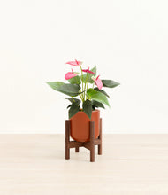 Load image into Gallery viewer, Glossy Red stand:walnut
