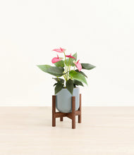 Load image into Gallery viewer, Misty Blue stand:walnut