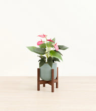Load image into Gallery viewer, Reactive Aqua stand:walnut