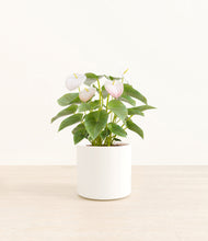 Load image into Gallery viewer, White*****Profile