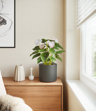 Load image into Gallery viewer, Dark Olive