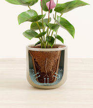 Load image into Gallery viewer, Sage Green stand:all