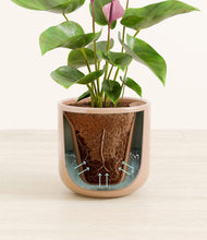 Load image into Gallery viewer, Glossy Pink stand:all