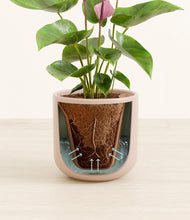 Load image into Gallery viewer, Sandy Pink stand:all