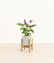 Load image into Gallery viewer, Snowdrift White stand:bamboo