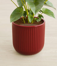 Load image into Gallery viewer, Striped Cherry Red stand:all