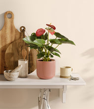 Load image into Gallery viewer, Striped Rose Pink