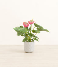 Load image into Gallery viewer, Hammered Ivory*****Profile