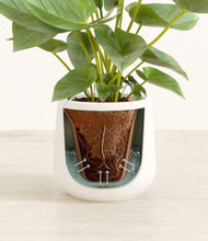 Load image into Gallery viewer, White stand:all