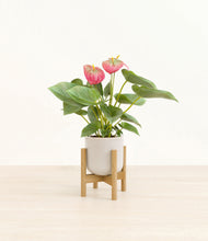 Load image into Gallery viewer, Snowdrift White stand:bamboo