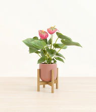 Load image into Gallery viewer, Striped Rose Pink stand:bamboo