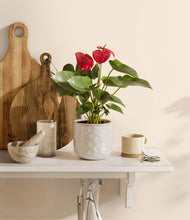 Load image into Gallery viewer, Hammered Ivory