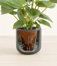 Load image into Gallery viewer, Iron Gray stand:all