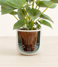 Load image into Gallery viewer, Cotton White stand:all