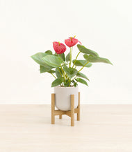 Load image into Gallery viewer, Snowdrift White stand:bamboo