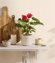 Load image into Gallery viewer, Snowdrift White