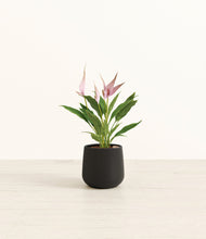 Load image into Gallery viewer, Black*****Profile