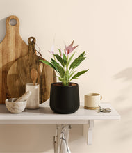 Load image into Gallery viewer, Black