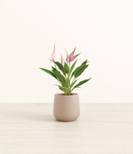 Load image into Gallery viewer, Eternal Gray*****Profile