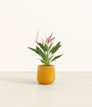 Load image into Gallery viewer, Mustard*****Profile