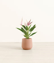 Load image into Gallery viewer, Calm Rose*****Profile