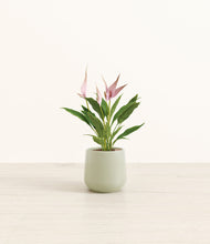 Load image into Gallery viewer, Turquoise*****Profile