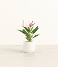 Load image into Gallery viewer, White*****Profile