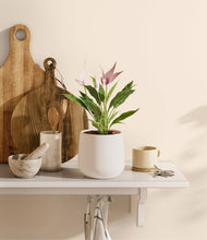 Load image into Gallery viewer, White