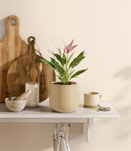 Load image into Gallery viewer, Almond Green