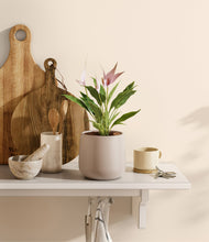 Load image into Gallery viewer, Eternal Gray