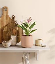 Load image into Gallery viewer, Gentle Pink