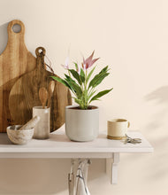 Load image into Gallery viewer, Cotton White