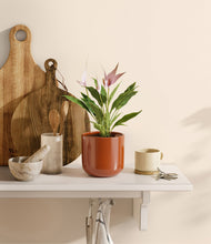 Load image into Gallery viewer, Glossy Red