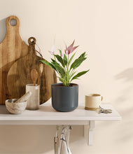 Load image into Gallery viewer, Iron Gray