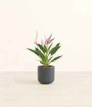 Load image into Gallery viewer, Iron Gray*****Profile