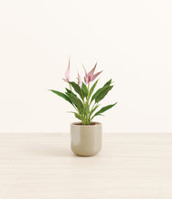 Load image into Gallery viewer, Sage Green*****Profile