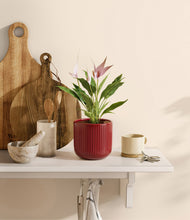 Load image into Gallery viewer, Striped Cherry Red